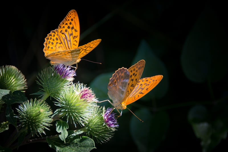 Butterfly Effects